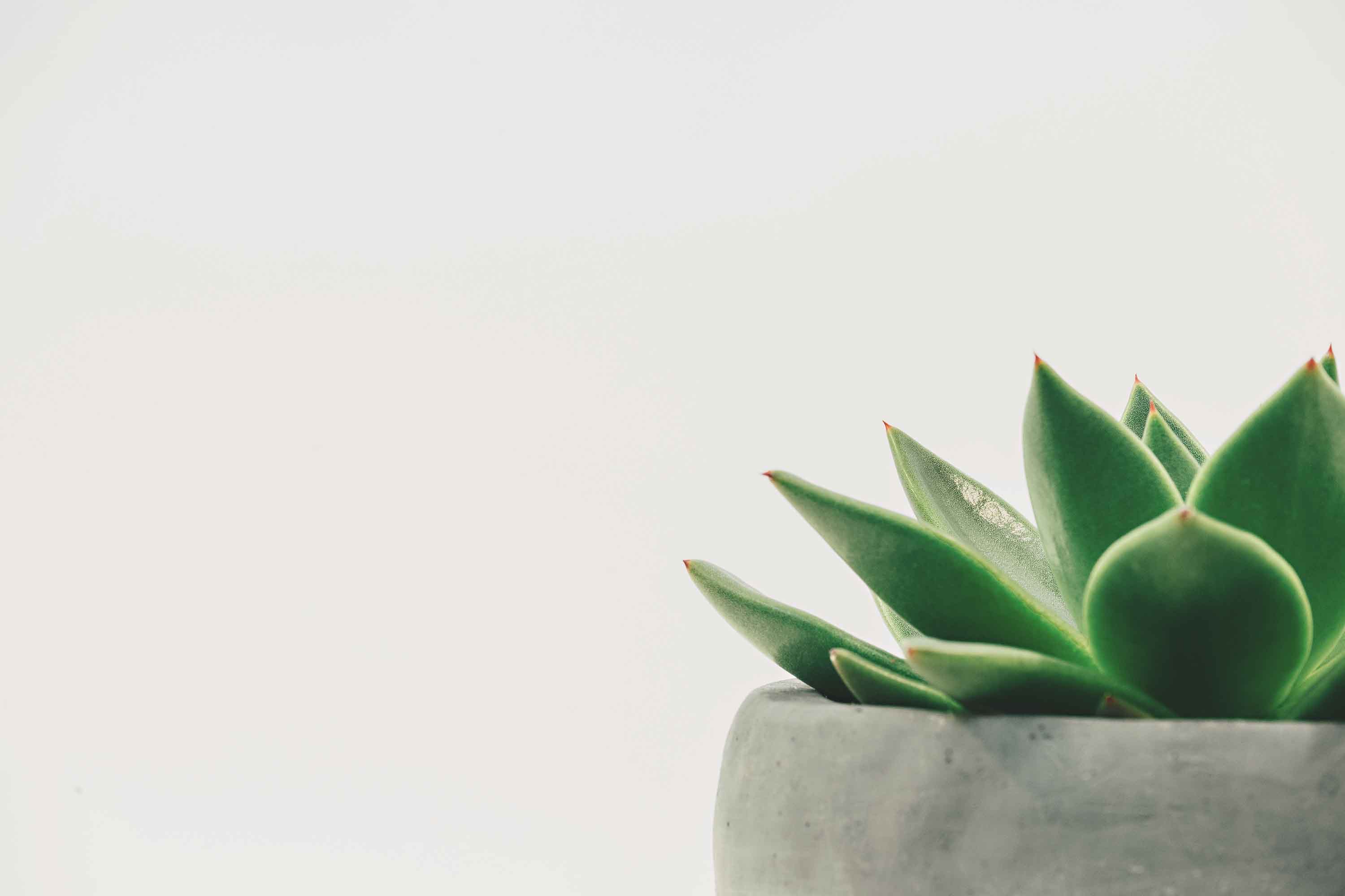 succulent plant with plain background